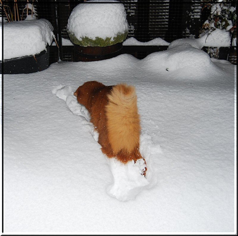 Ivy in the snow