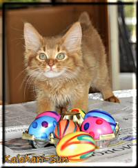 Easter cat