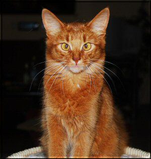 Somali cat Kalahari-Sun's Ivanka