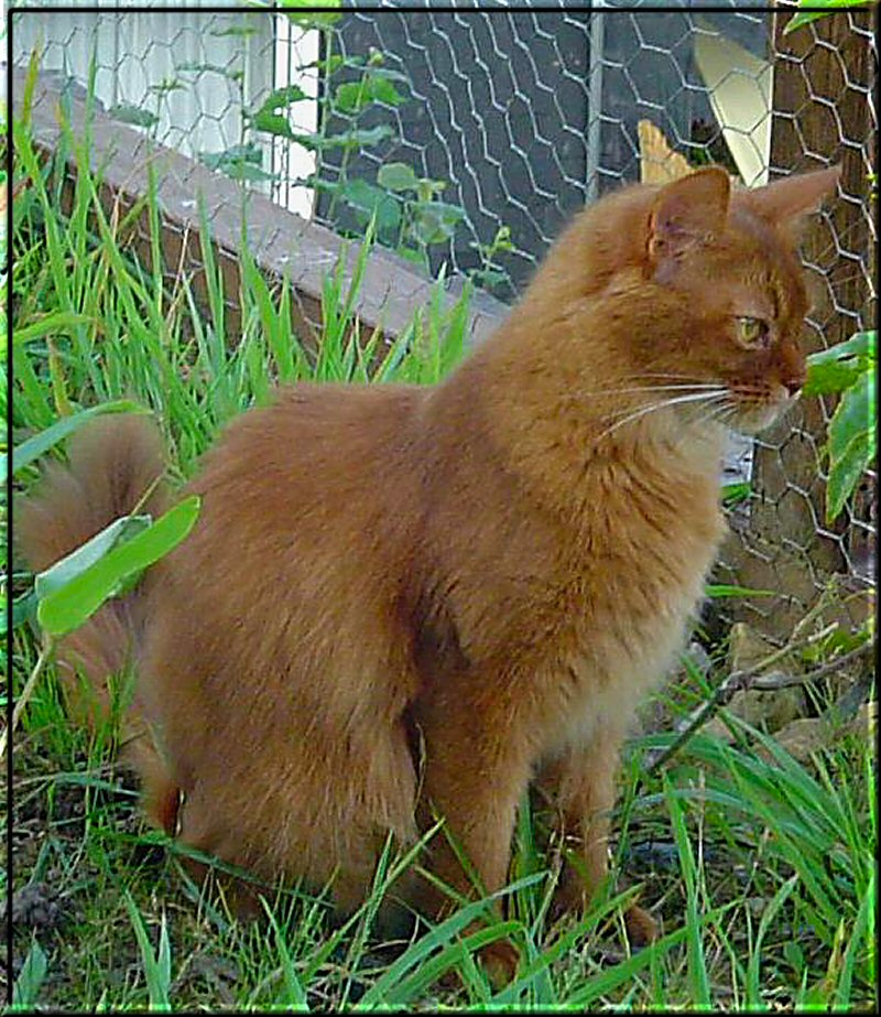 Kissy in outside enclosure