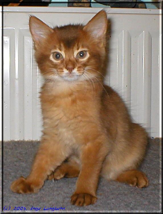 Somali cat Int.Ch. Foxgarden's Kiss Me Kate