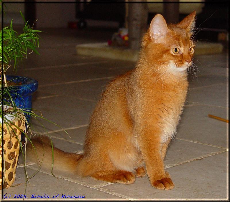 Somali cat Int.Ch. Foxgarden's Kiss Me Kate