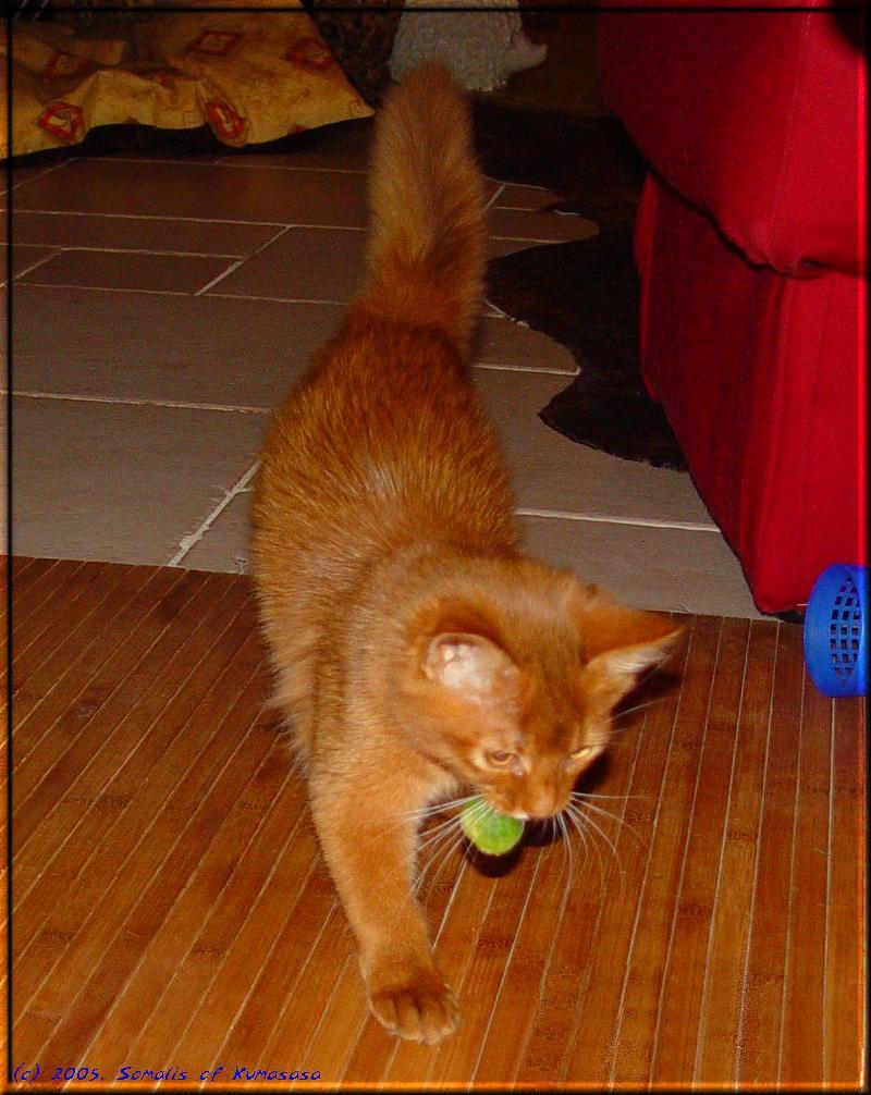 Kissy steals a Brussels sprouts and retrieves it …