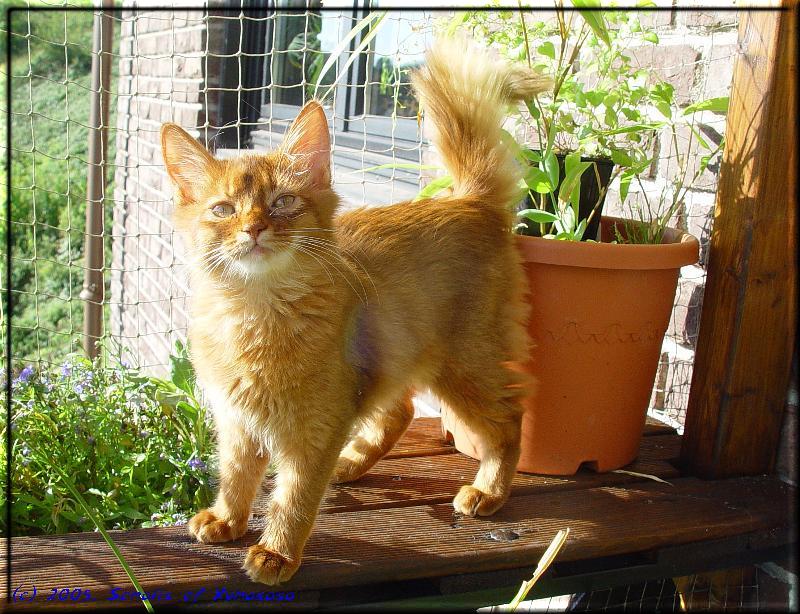 Somalikatze Int.Ch. Foxgarden's Kiss Me Kate