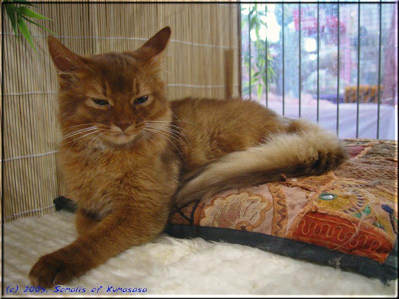 Kissy on the World cat show in Essen