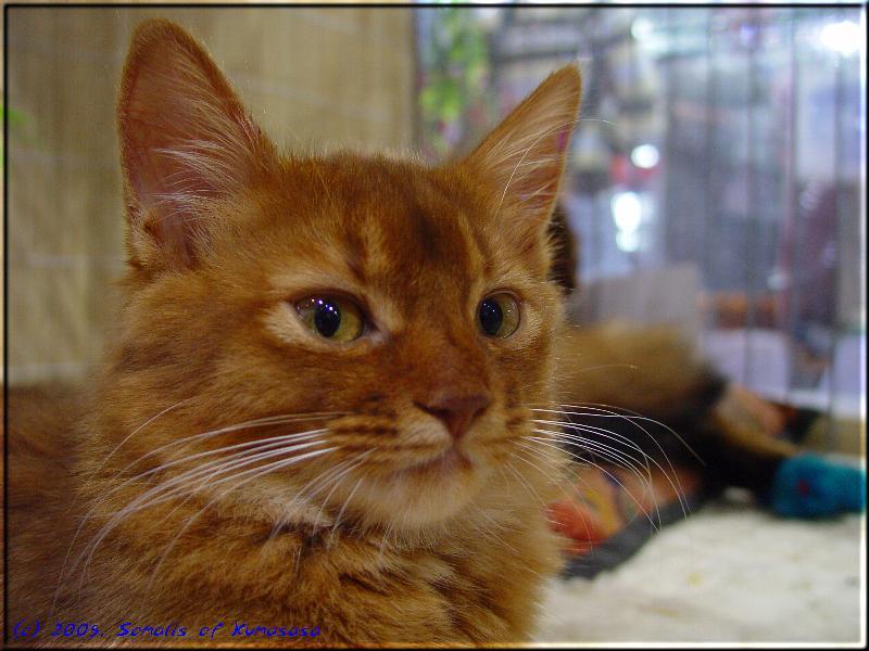 Kissy on the World cat show in Essen