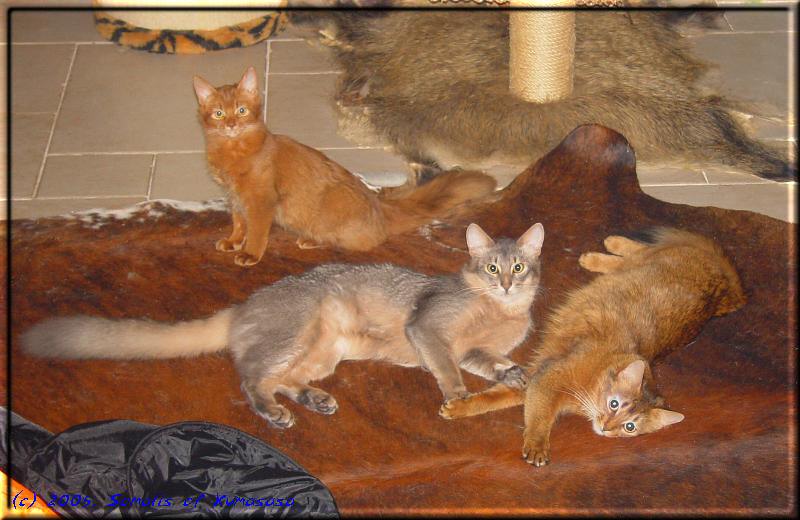 Somalis in three colours: Kissy (sorrel), Blue (blue) und Marilyn (ruddy)