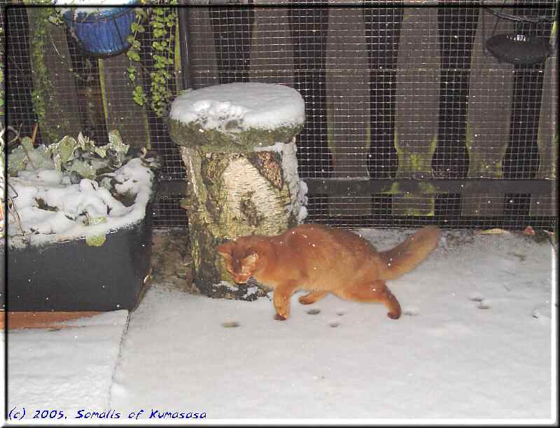 Kissy's first snow