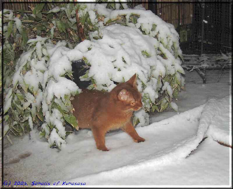 Kissy's first snow