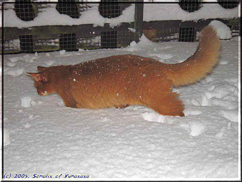 Snow up to the belly