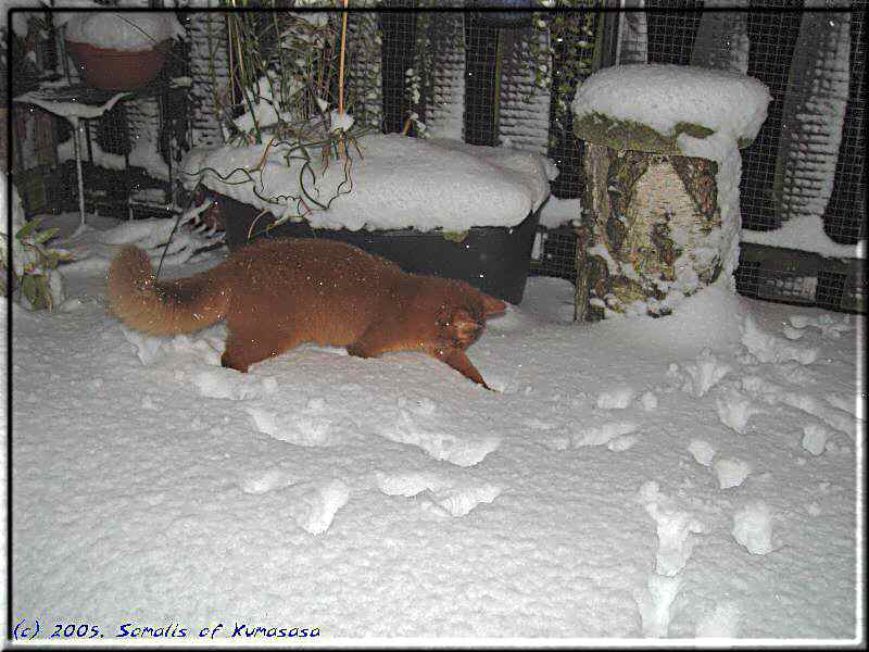 Kissy in the snow