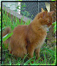 Kissy in outside enclosure