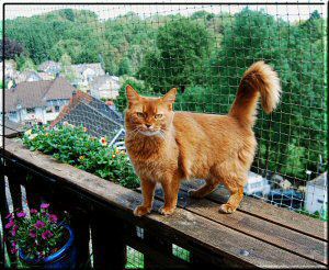 Somali cat Int.Ch. Foxgarden's Kiss Me Kate