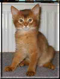 Somali cat Int.Ch. Foxgarden's Kiss Me Kate