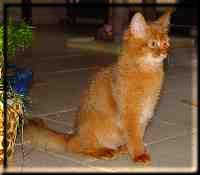 Somali cat Int.Ch. Foxgarden's Kiss Me Kate