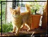 Somali cat Int.Ch. Foxgarden's Kiss Me Kate