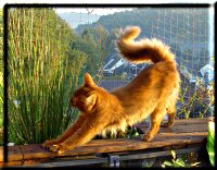 Somali cat Int.Ch. Foxgarden's Kiss Me Kate