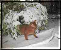 Kissy's first snow