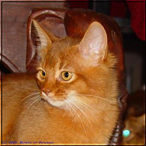 Somali-Katze Int.Ch. Foxgarden's Kiss Me Kate