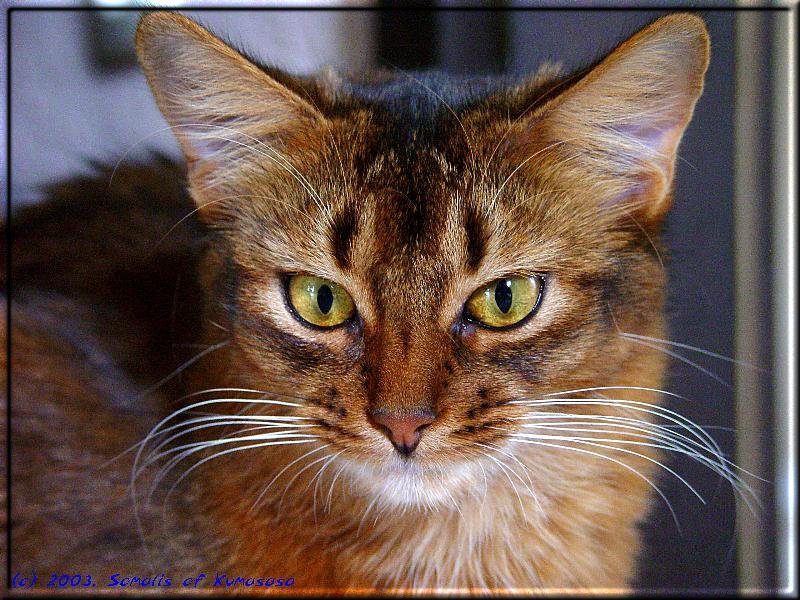 Ruddy Somali cat Int.Ch. Marilyn M. von Torremolinos