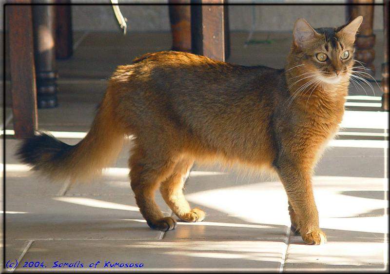 Somali cat Int.Ch. Marilyn M. von Torremolinos