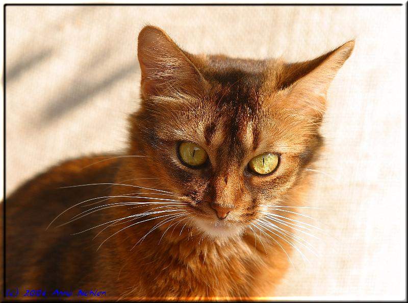 Portrait Somali cat Int.Ch. Marilyn M. von Torremolinos in the sun