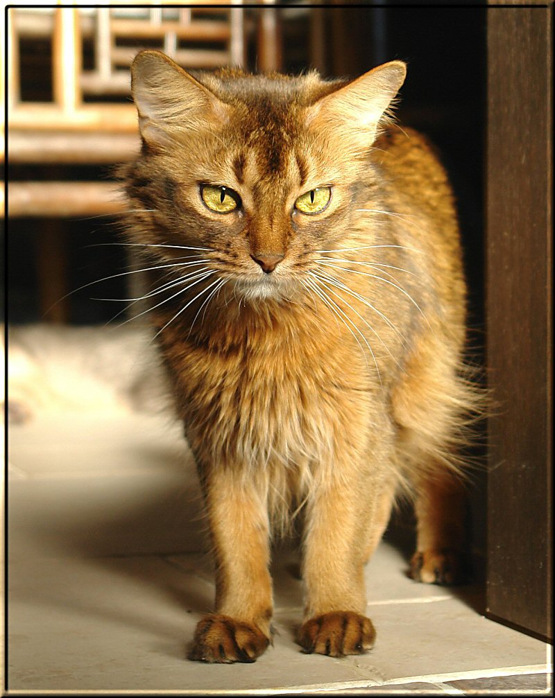 Somalikatze in der Wintersonne