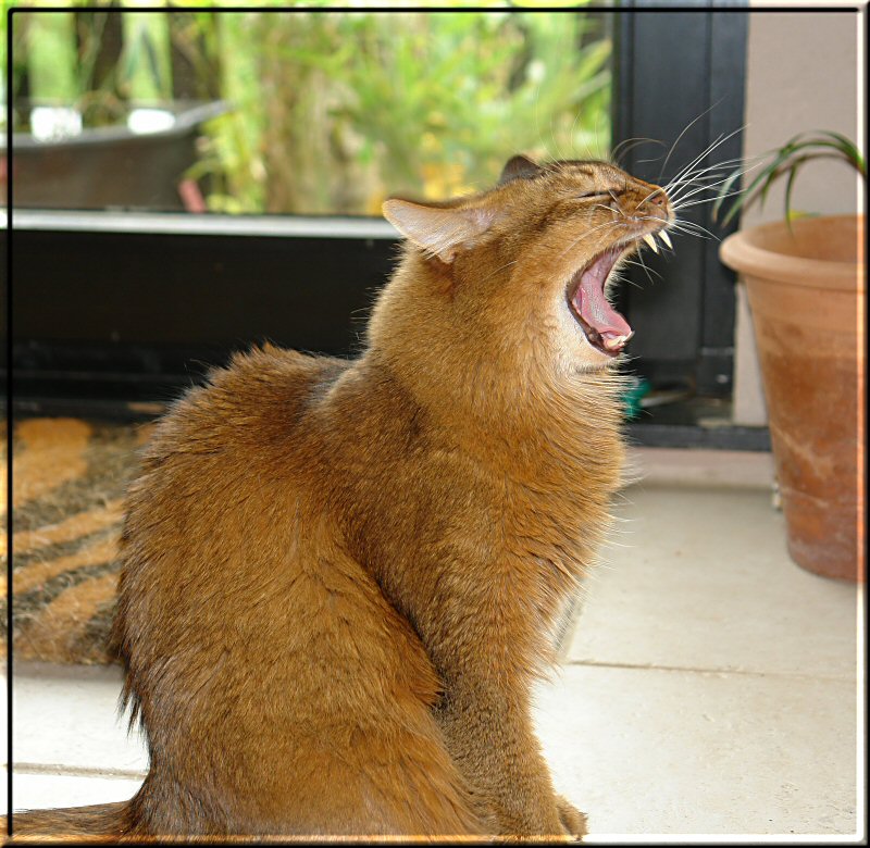 Yawning cat