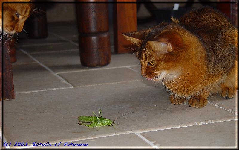 Grasshopper, yummy …
