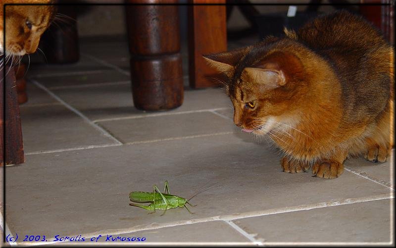 Heuschrecke, hmmm lecker …