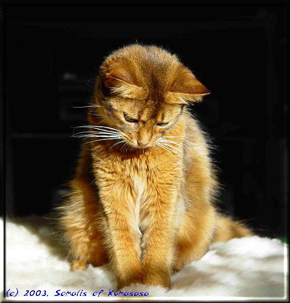 Somali cat in the sun