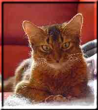 Somali cat Int.Ch. Marilyn M. von Torremolinos