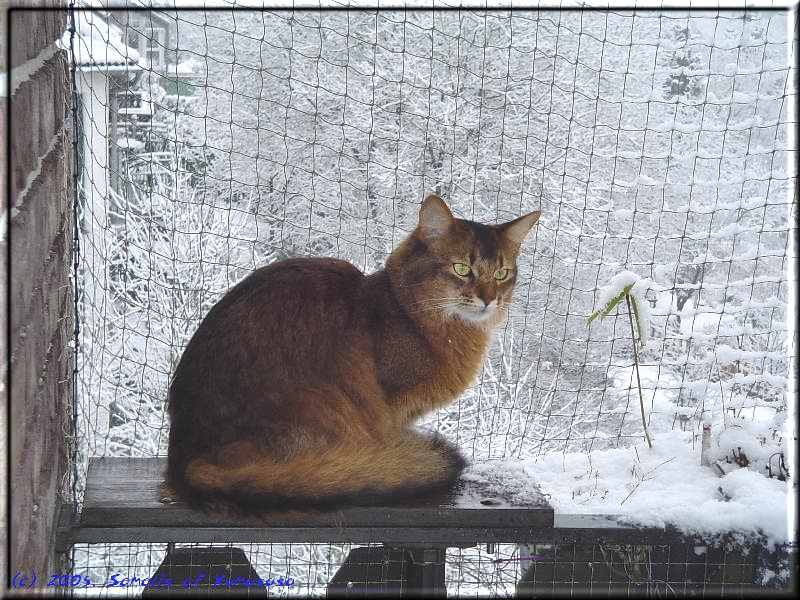 Nangis watches the snow flurry