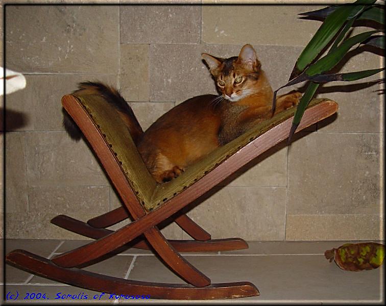 Cat in the rocking chair