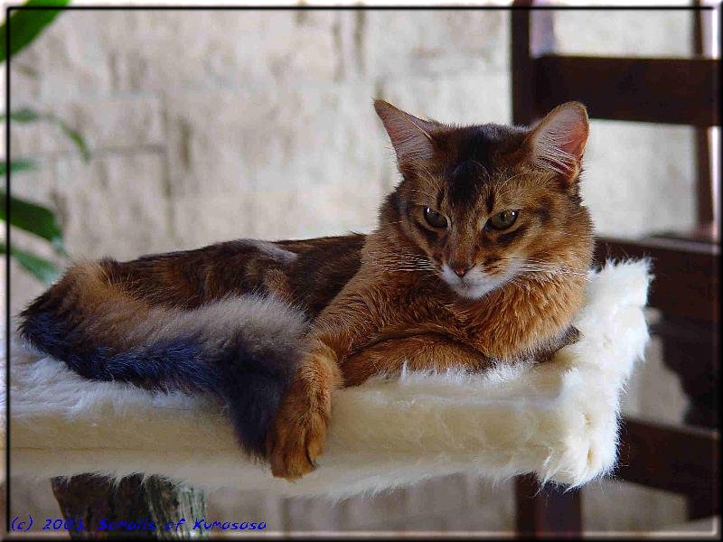 Male Somali cat Gr.Int.Pr./Int.Ch. Nangis of Nenastje