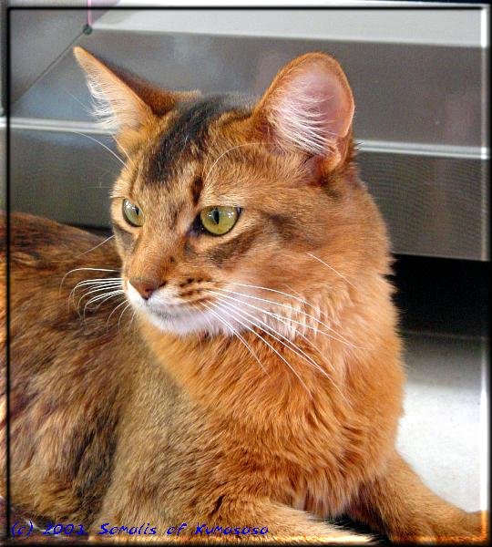 Male Somali cat Gr.Int.Pr./Int.Ch. Nangis of Nenastje