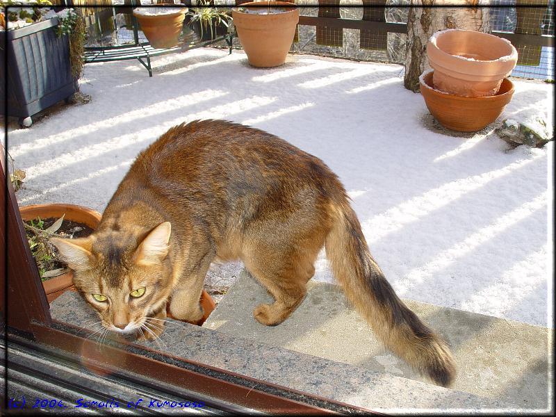 Bäh ! Schon wieder Schnee ! Nix für mich …