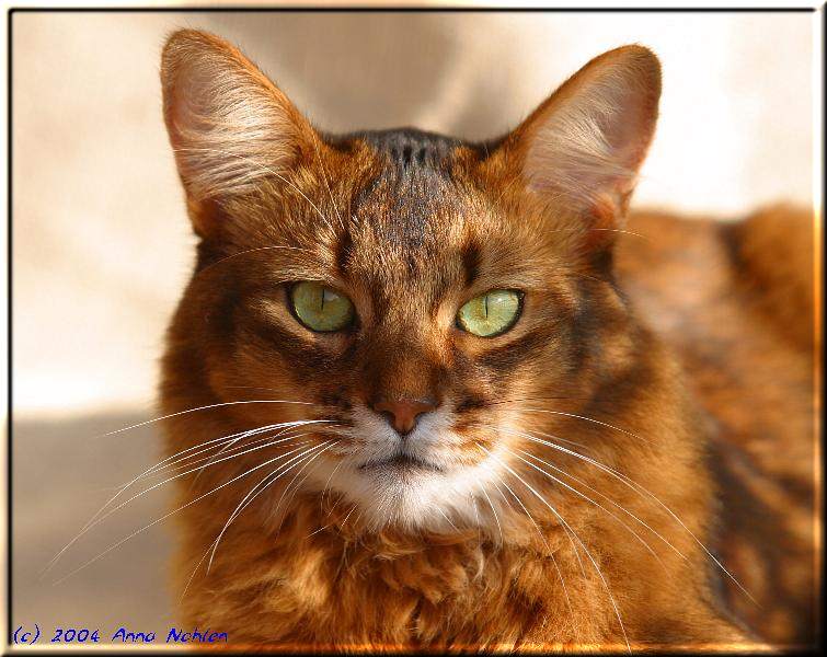 Male Somali cat Gr.Int.Pr./Int.Ch Nangis of Nenastje (Photo: Anna Nohlen)