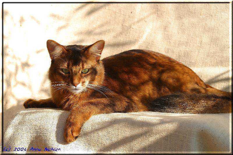 Somali cat Gr.Int.Pr./Int.Ch. Nangis of Nenastje (Photo: Anna Nohlen)