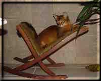 Cat in the rocking chair