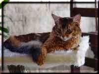 Male Somali cat Gr.Int.Pr./Int.Ch. Nangis of Nenastje