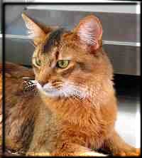 Somali cat Gr.Int.Pr./Int.Ch. Nangis of Nenastje