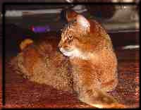 Somali cat on cow fur