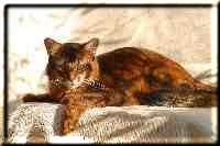 Somali cat Gr.Int.Pr./Int.Ch. Nangis of Nenastje