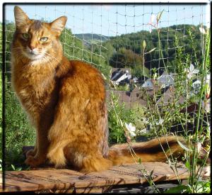 Male Somali cat Gr.Int.Pr./Int.Ch. Nangis of Nenastje