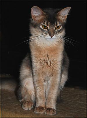 Somali cat (N) Villkattens Phoebe