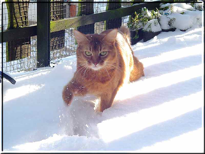 Roma digging in the snow