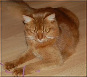 Somali cat Ch. Roma von Thalkleinich