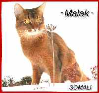 Somali cat Malak is missing