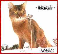 Somalikater Malak wird vermisst